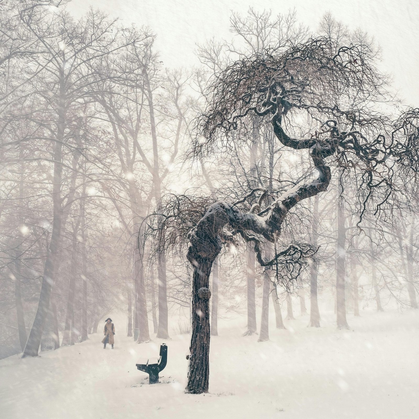 A magical snow-covered scene with a twisted tree and person in Gmunden, Austria's winter forest.