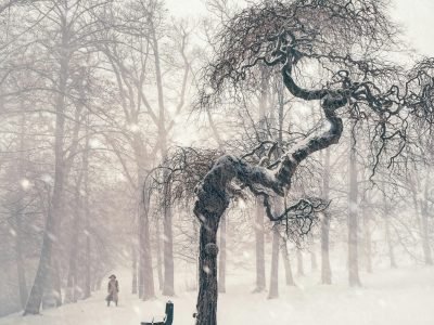 A magical snow-covered scene with a twisted tree and person in Gmunden, Austria's winter forest.